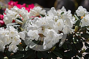 White rhododendron flower