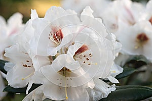 White rhododendron flower in bloom macro