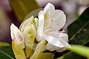 White Rhododendron Flower with Buds