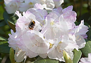 White rhododendron flower. Exotic flower.