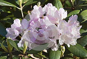 White rhododendron flower. Exotic flower.