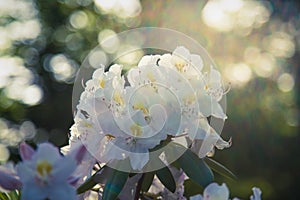 White rhododendron flowers blooming in the late afternoon sun