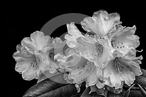 White rhododendron flowers monochrome photo