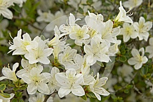 White Rhododendron simsii flowers and grean leafs