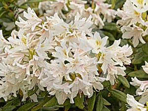 White Rhododendron simsii flowers and grean leafs