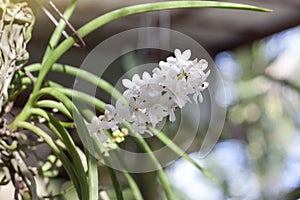 White Rhynchostylis coelestis is a wild orchid of Thailand hanging on tree.