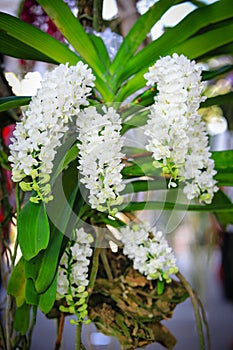 White Rhynchostylis Orchid