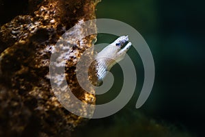 White Ribbon Eel