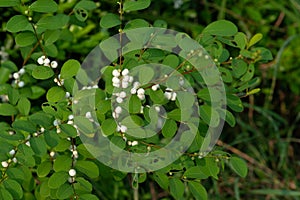 The `white rice` growing from the branches-white rice tree