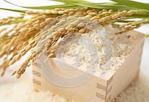 White rice, Masu and ears of rice on a white background