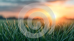 White Rice With Sunset Time Background