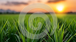White Rice With Sunset Time Background