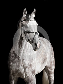 White riding horse against black background