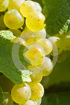 White Riesling Wine Grapes in the Vineyard photo