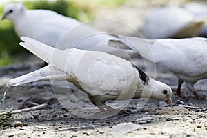 White ringed pigeon paces on the ground.