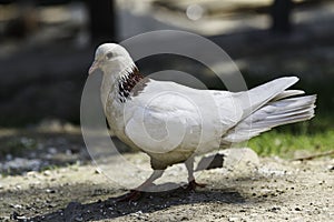 White ringed pigeon paces on the ground.