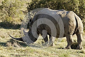 White rino eating some grass photo