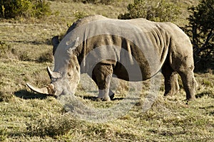 White Rino grazing