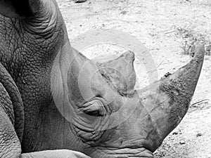 White Rino rhinoceros photo