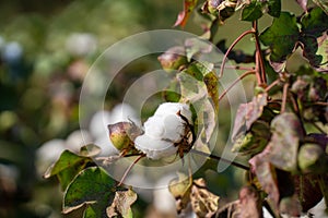White ripe cotton crop plants rows in the cotton field
