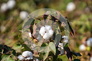 White ripe cotton crop plants rows in the cotton field