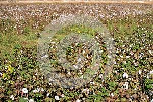 White ripe cotton crop plants rows in the cotton field