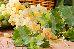 White ripe grape clusters