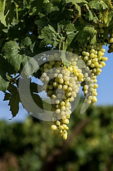 The grapes branch