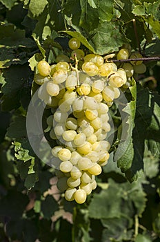 The grapes branch
