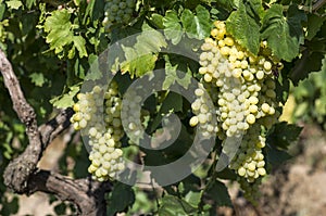 The grapes branch