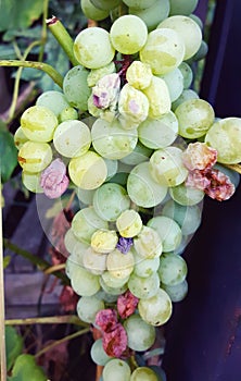 white ripe grape in a vineyard