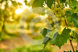 White ripe grape