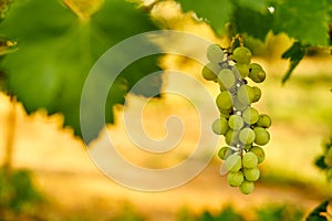 White ripe grape