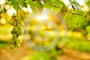 White ripe grape