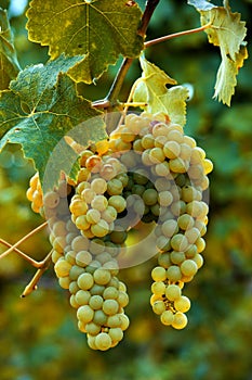 White ripe grapes vertical closeup