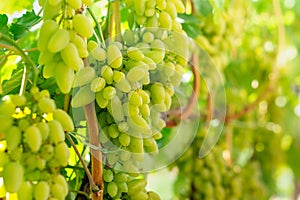 White ripe large grapes close-up macro. Grape bush with bunches of berries and green leaves