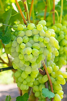 White ripe large grapes close-up macro. Grape bush with bunches of berries and green leaves