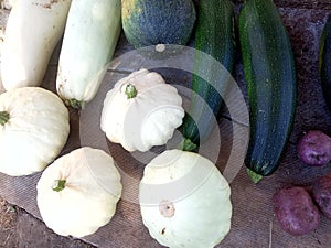 White ripe squash and green zucchini