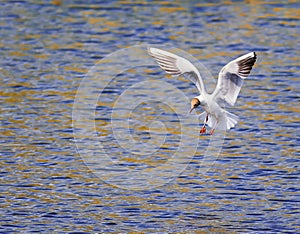 White river tern hovers over the blue surface of the water bathe