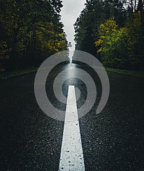 White road markings on asphalt with autumn forest in background.