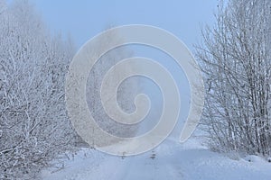 White road in north Europe ,Snowy trees