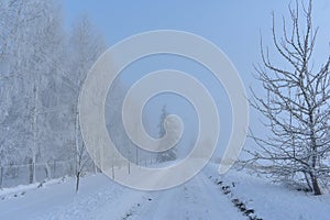 White road in north Europe ,Snowy trees