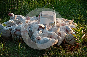 White Rock chickens are outside in the grass feeding.