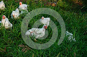 White Rock chickens outside in the grass during summer