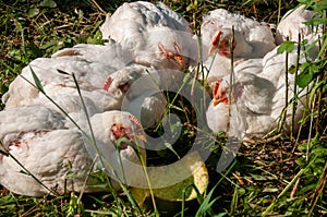 White Rock chickens outside in the grass during summer