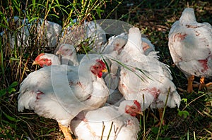 White Rock chickens outside in the grass during summer