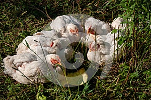 White Rock chickens outside in the grass during summer