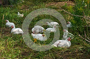 White Rock chickens outside in the grass during summer