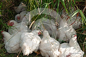 White Rock chickens outside in the grass during summer