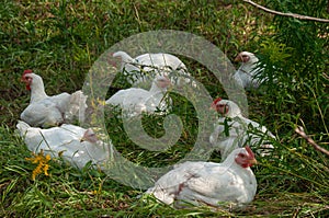 White Rock chickens outside in the grass during summer